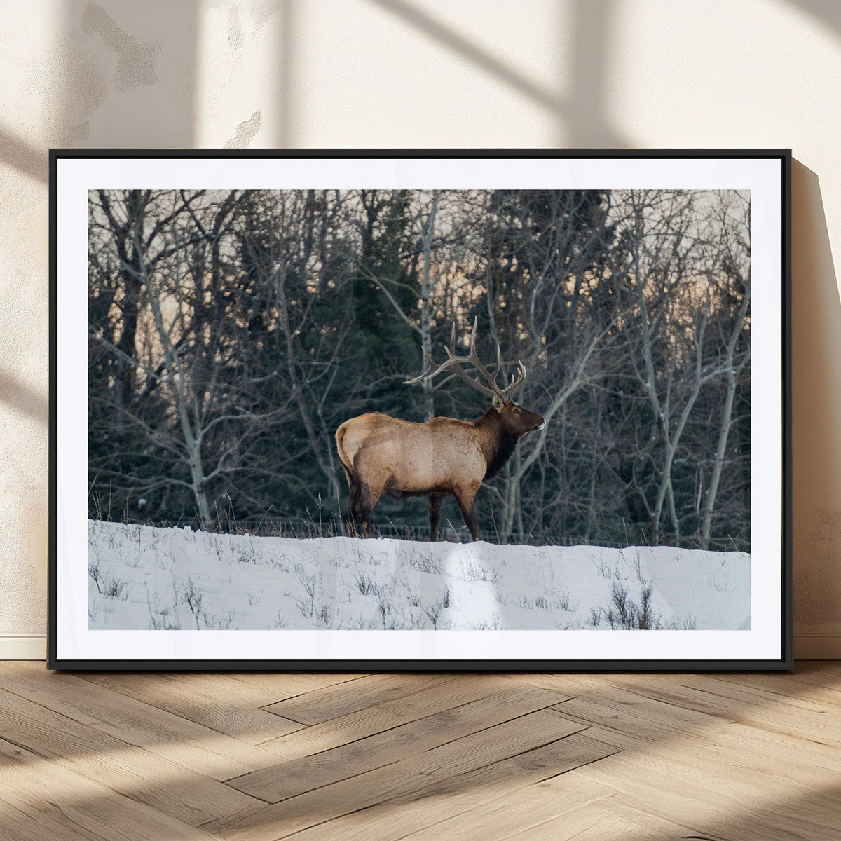 Wild Elk Wall Art Canvas Print – Framed Winter Wildlife