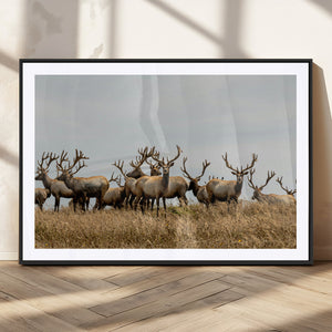 Elk Herd Wall Art Canvas Print – Framed Wildlife Photography
