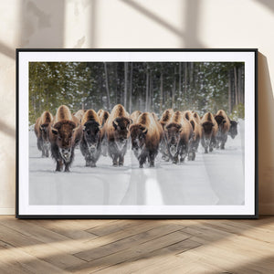 American Bison Herd Wall Art Canvas Print – Powerful Winter