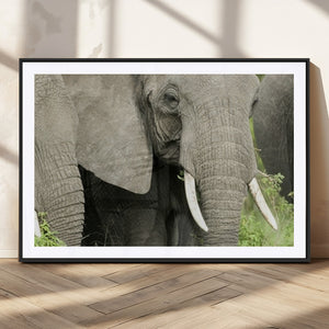 Wild Elephant Wall Art Canvas Print