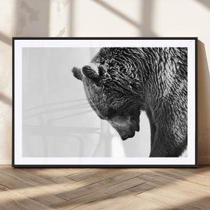 Black and White Grizzly 399 Bear Canvas Print Wall Art |