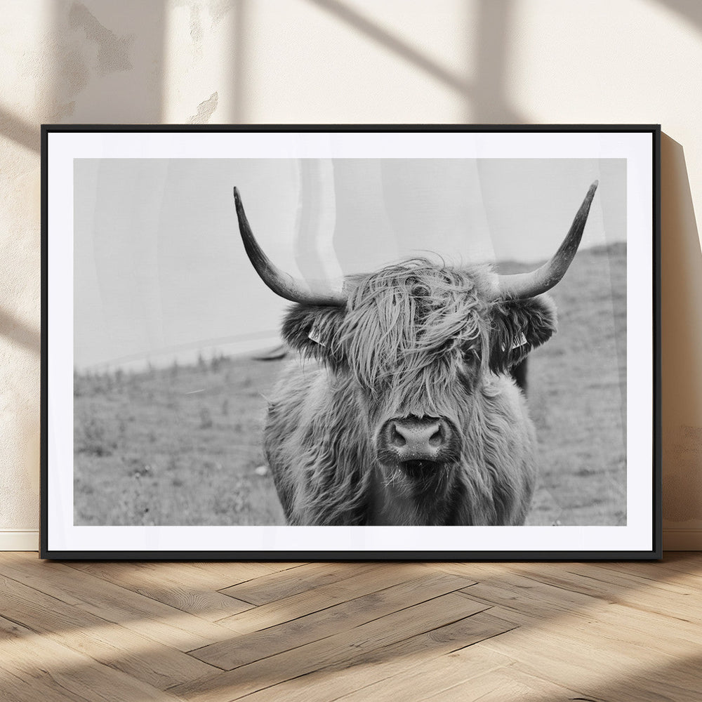 Newfoundland Cow Art Wall Art, Black White Cow Art Wall Art