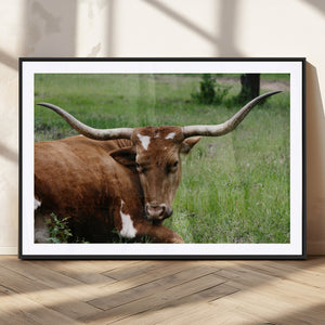 Longhorn Cow Animal Wall Art Canvas Print