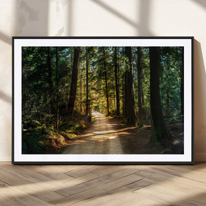 Sunlit Forest Pathway Canvas Print | 3 Panel Large Nature