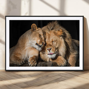 Lion and Lioness Wall Art Canvas Print – Framed African