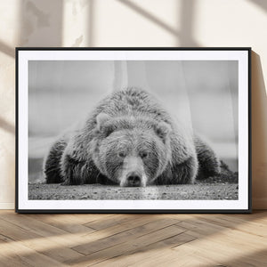 Resting Grizzly Bear Wall Art Canvas Print – Majestic Lazy