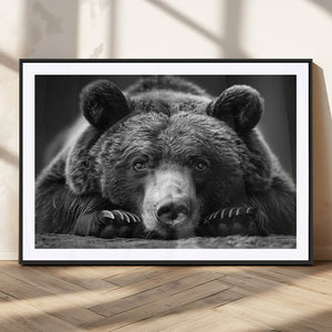 Resting Grizzly 399 Bear Canvas Print | Ready to Hang Wall