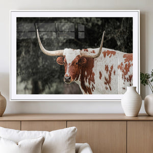 Texas Longhorn Wall Art Canvas Print – Framed Spotted Bull