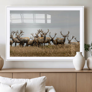 Elk Herd Wall Art Canvas Print – Framed Wildlife Photography