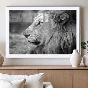 Lion Wall Art Canvas Print – Framed Majestic Wildlife
