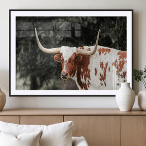 Texas Longhorn Wall Art Canvas Print – Framed Spotted Bull