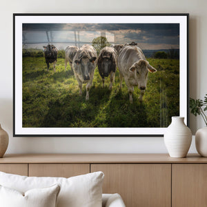 Grazing Cattle Herd Pasture Green Field Livestock Natural