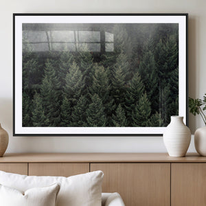 Dense Evergreen Forest Misty Morning Fog Pine Trees Woodland
