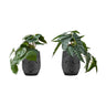 Artificial Alocasia Plant (Set of 2)