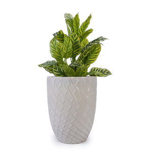 Ceramic Flowerpot, Planter For Patio, Garden, Windowsill