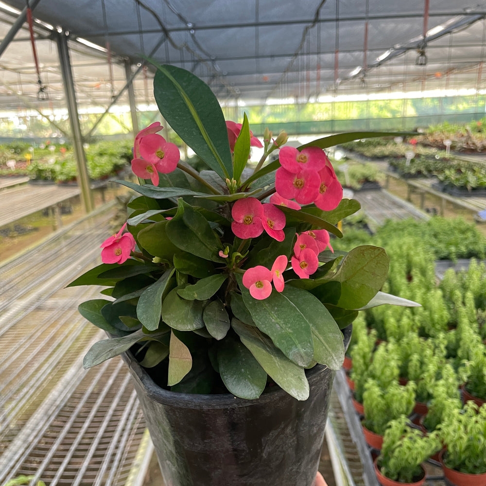 Crown of Thorns | Long-Lasting Red & Yellow Flowering Plant | House Plant Shop