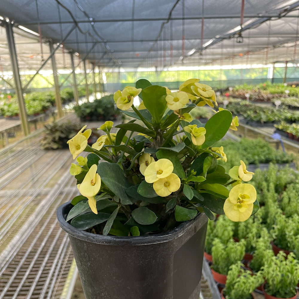 Crown of Thorns | Long-Lasting Red & Yellow Flowering Plant | House Plant Shop