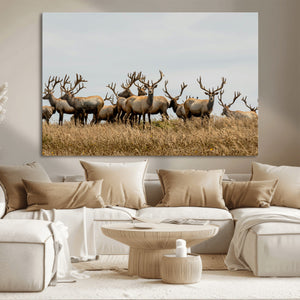 Elk Herd Wall Art Canvas Print – Framed Wildlife Photography
