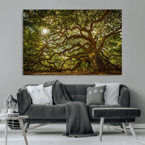 Ancient Angel Oak Tree Art Sunburst Canvas Print-