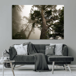 Misty Forest Canvas, Tall Trees Foggy Atmosphere Nature
