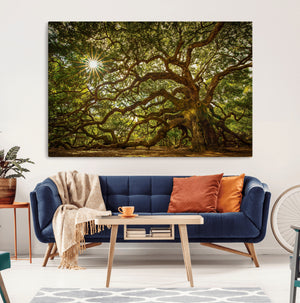 Ancient Angel Oak Tree Art Sunburst Canvas Print-