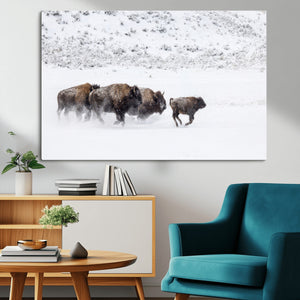 Bison Herd Decor Wall Art Canvas Print – Framed Snowy Bison