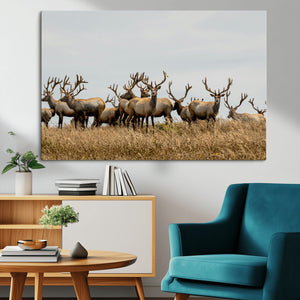 Elk Herd Wall Art Canvas Print – Framed Wildlife Photography