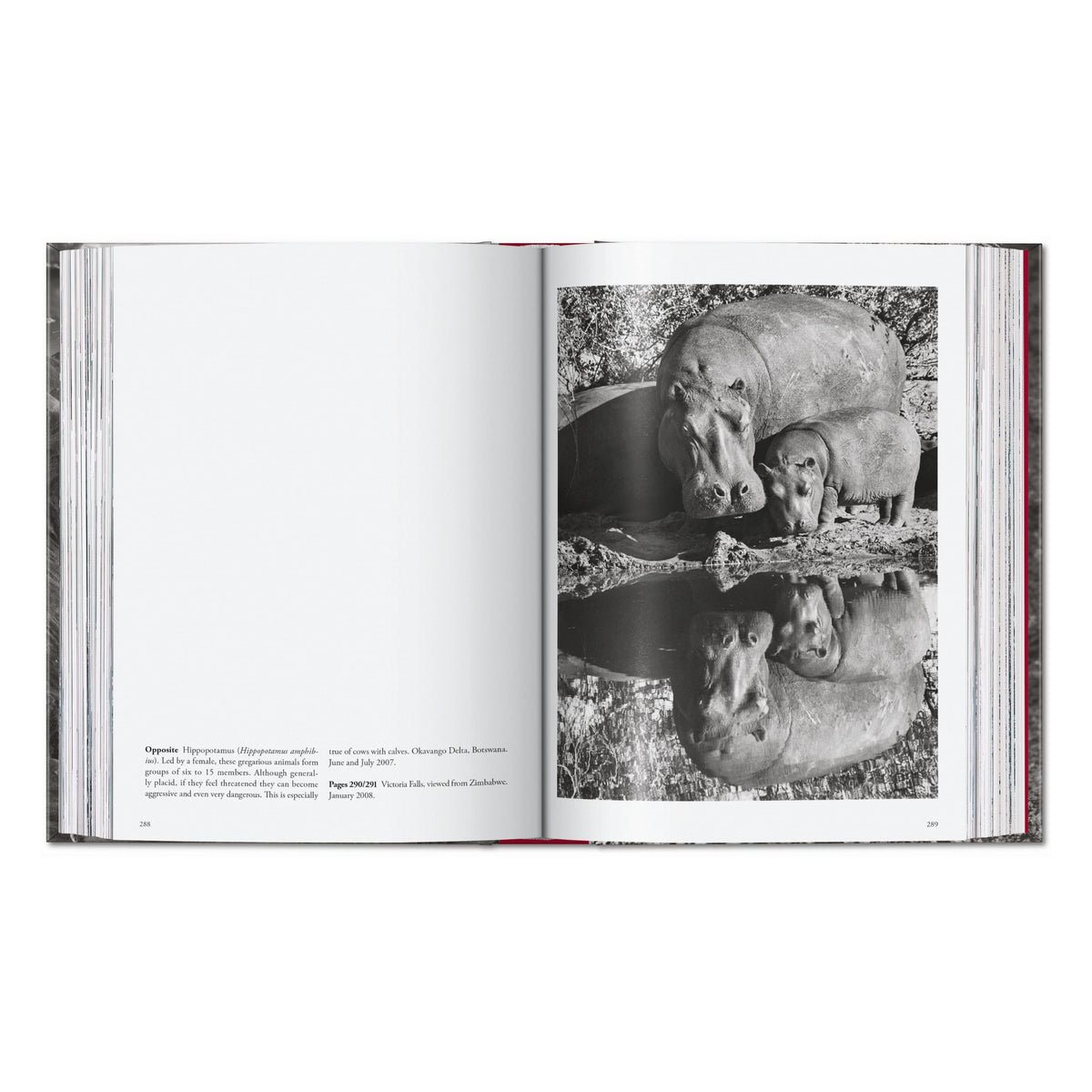 Sebastião Salgado. Genesis. 45th Ed. (English)