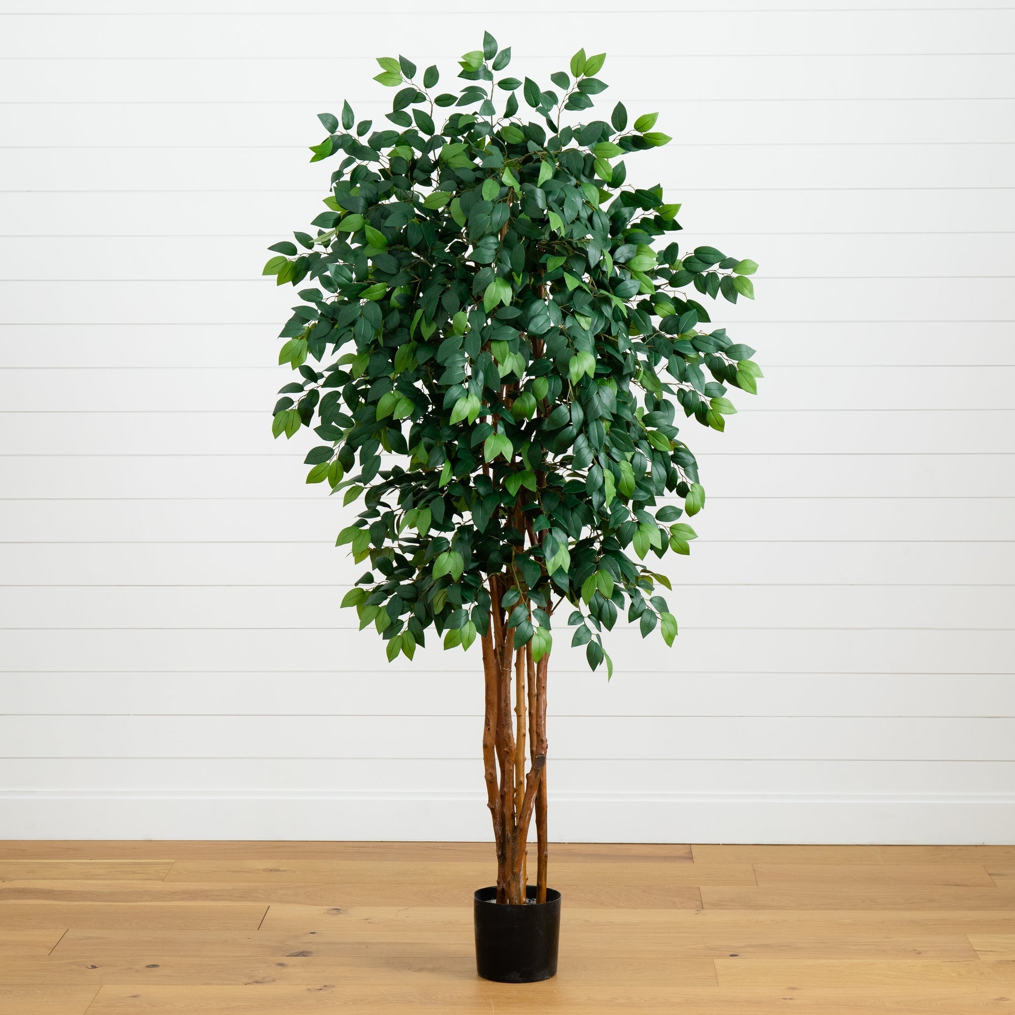 7' Sakaki Silk Tree – Tuesday Morning