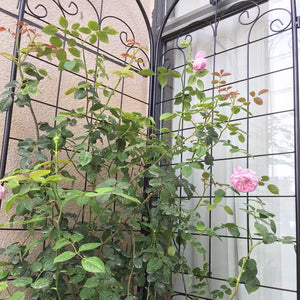 4 Pack Metal Garden Trellis for Climbing Plants