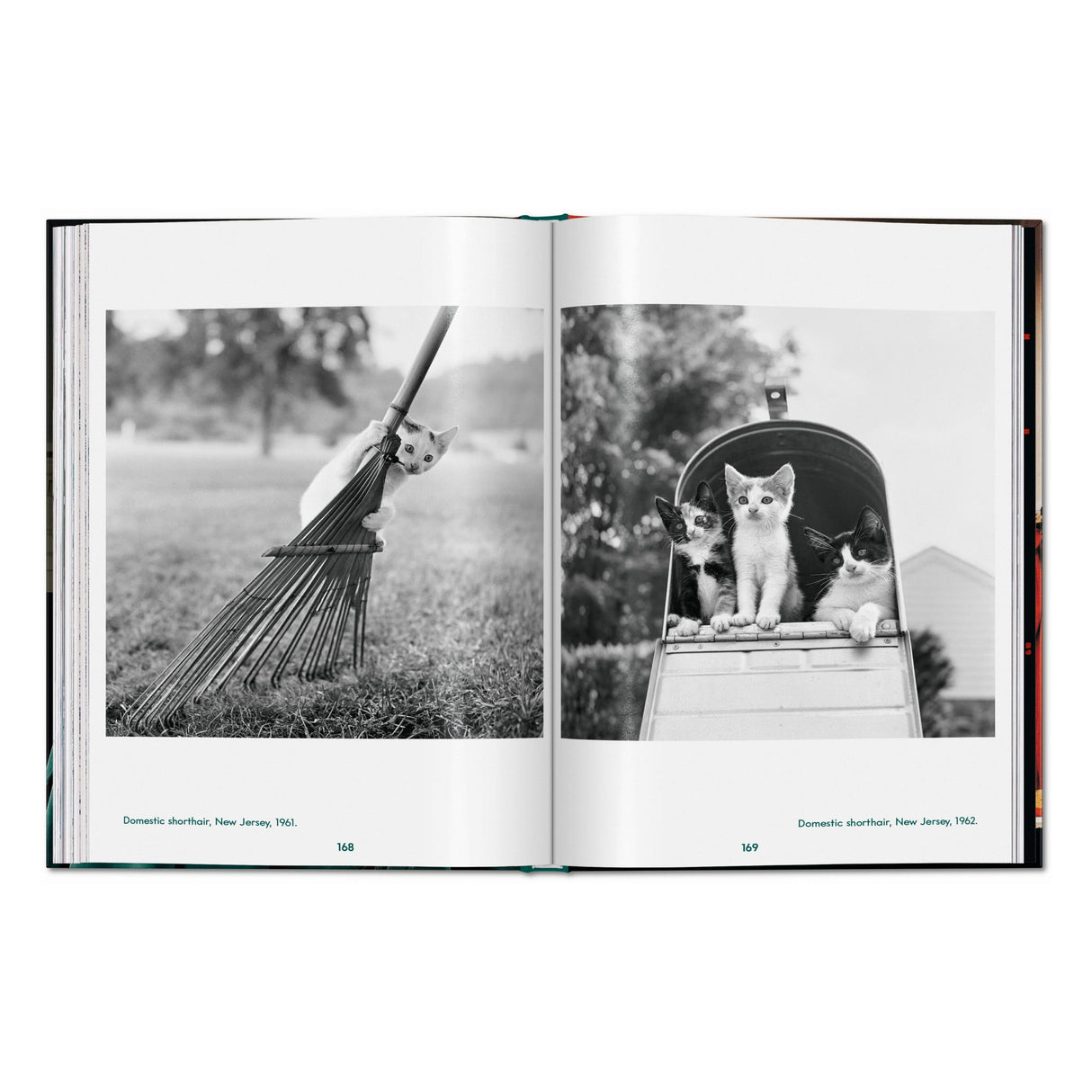 Walter Chandoha. Cats. Photographs 1942–2018 (English)