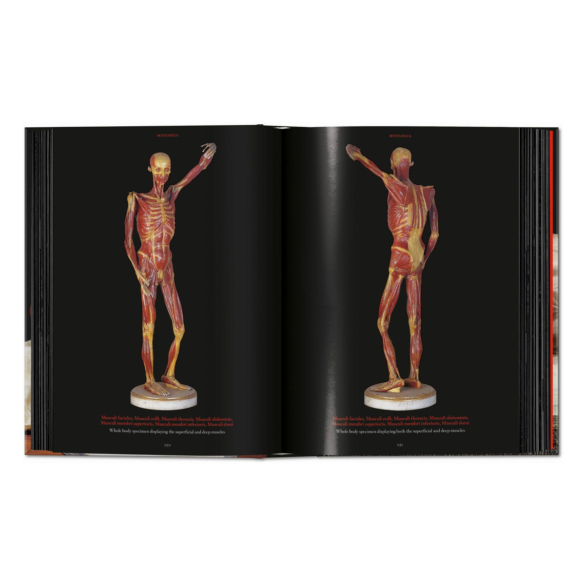 Anatomical Waxes. 45th Ed. (German, French, English)