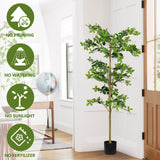 6FT Tall Artificial Polyscias Fruticosa Tree for Indoor Decor