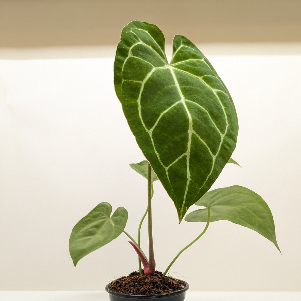 Anthurium Crystallinum