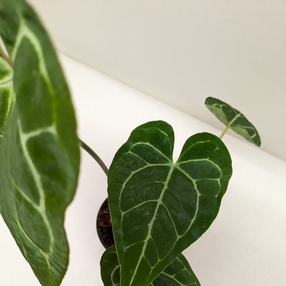Anthurium Crystallinum