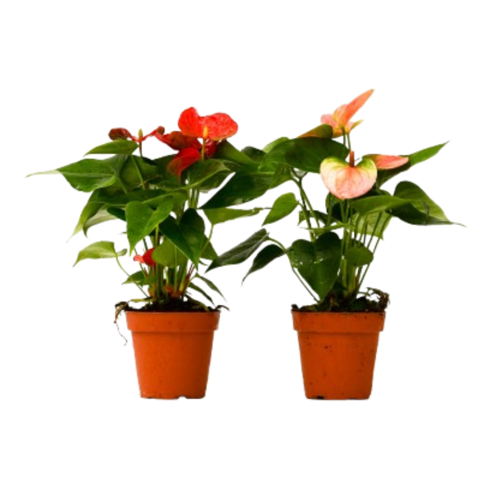 2 Anthurium Variety Pack - 4" Pots