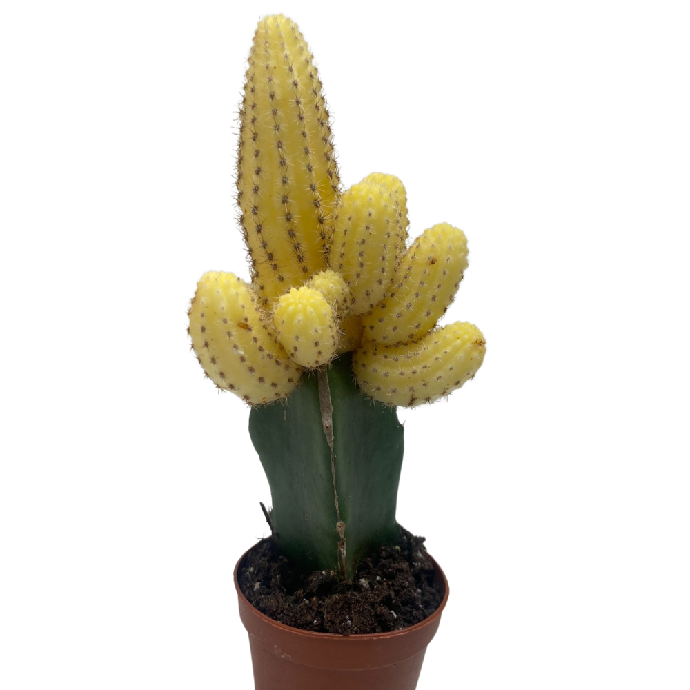 Cactus Graft Yellow