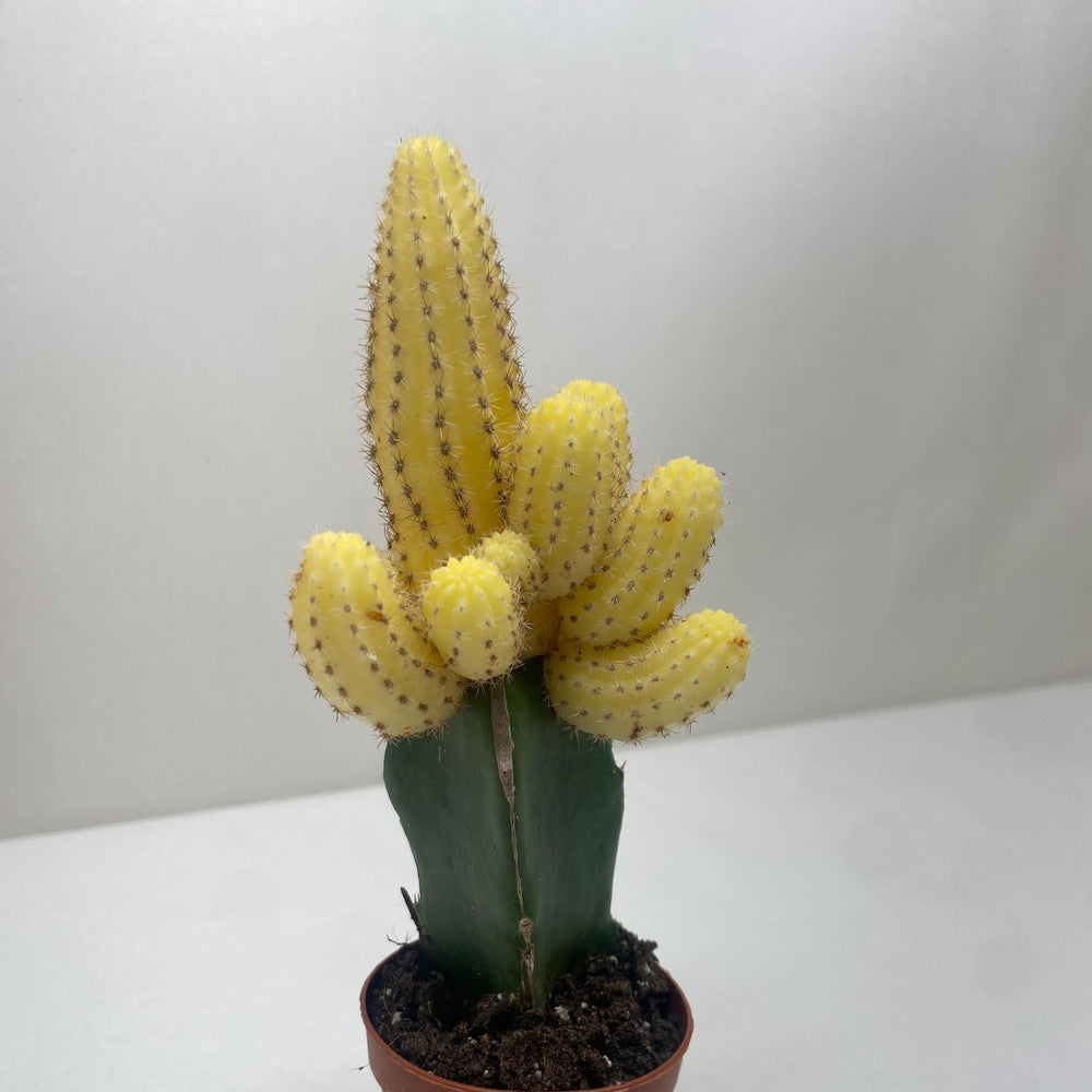 Cactus Graft Yellow