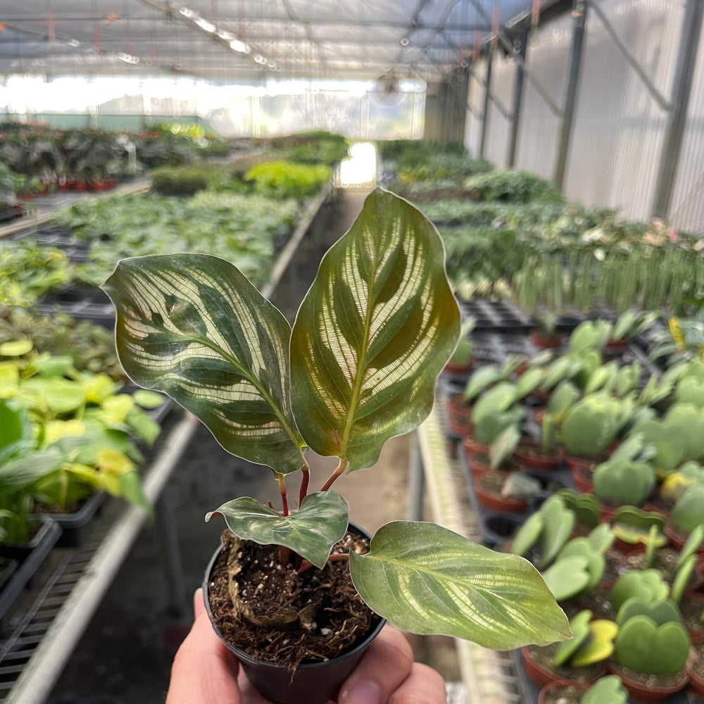 Calathea 'Makoyana'