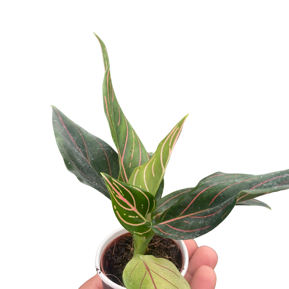 Chinese Evergreen 'Red Vein'