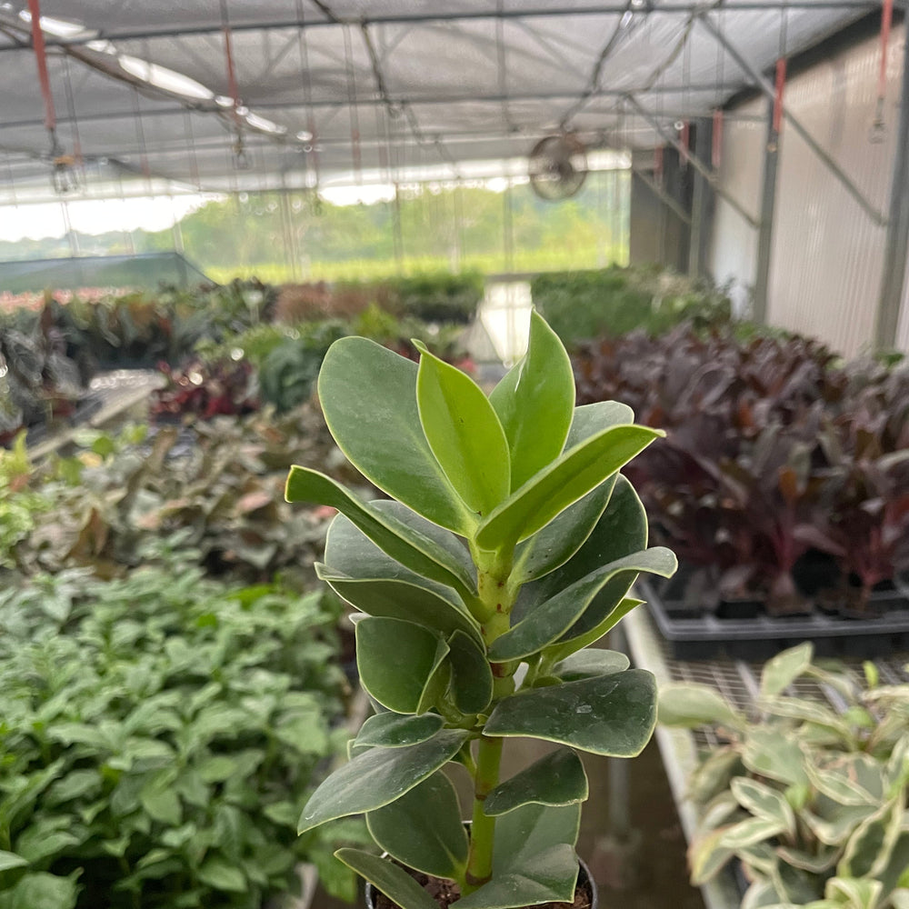 Clusia 'Princess' (Autograph Plant)