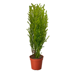 Cypress Lemon