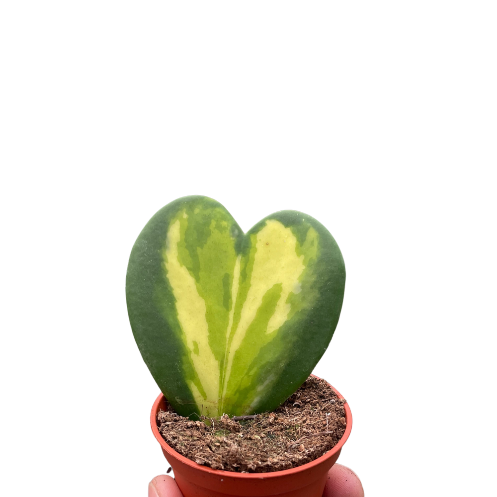 Hoya Heart Flame