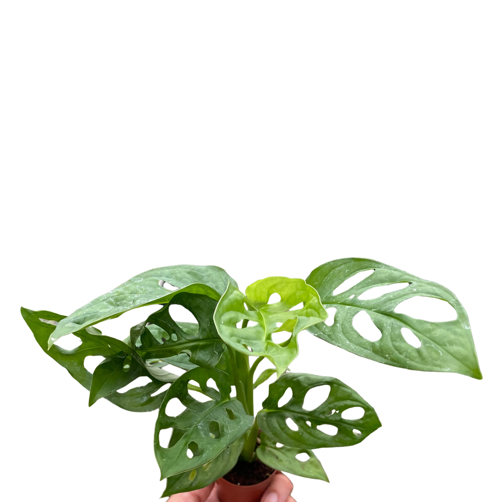 Monstera Adansonii Swiss Cheese | Easy Care Vining Plant | House Plant Shop