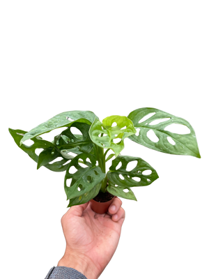 Monstera Adansonii Swiss Cheese | Easy Care Vining Plant | House Plant Shop