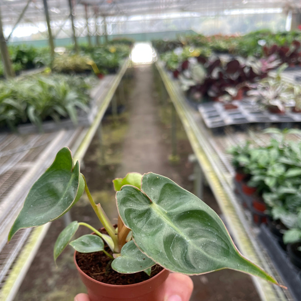 Philodendron 'Billietiae'