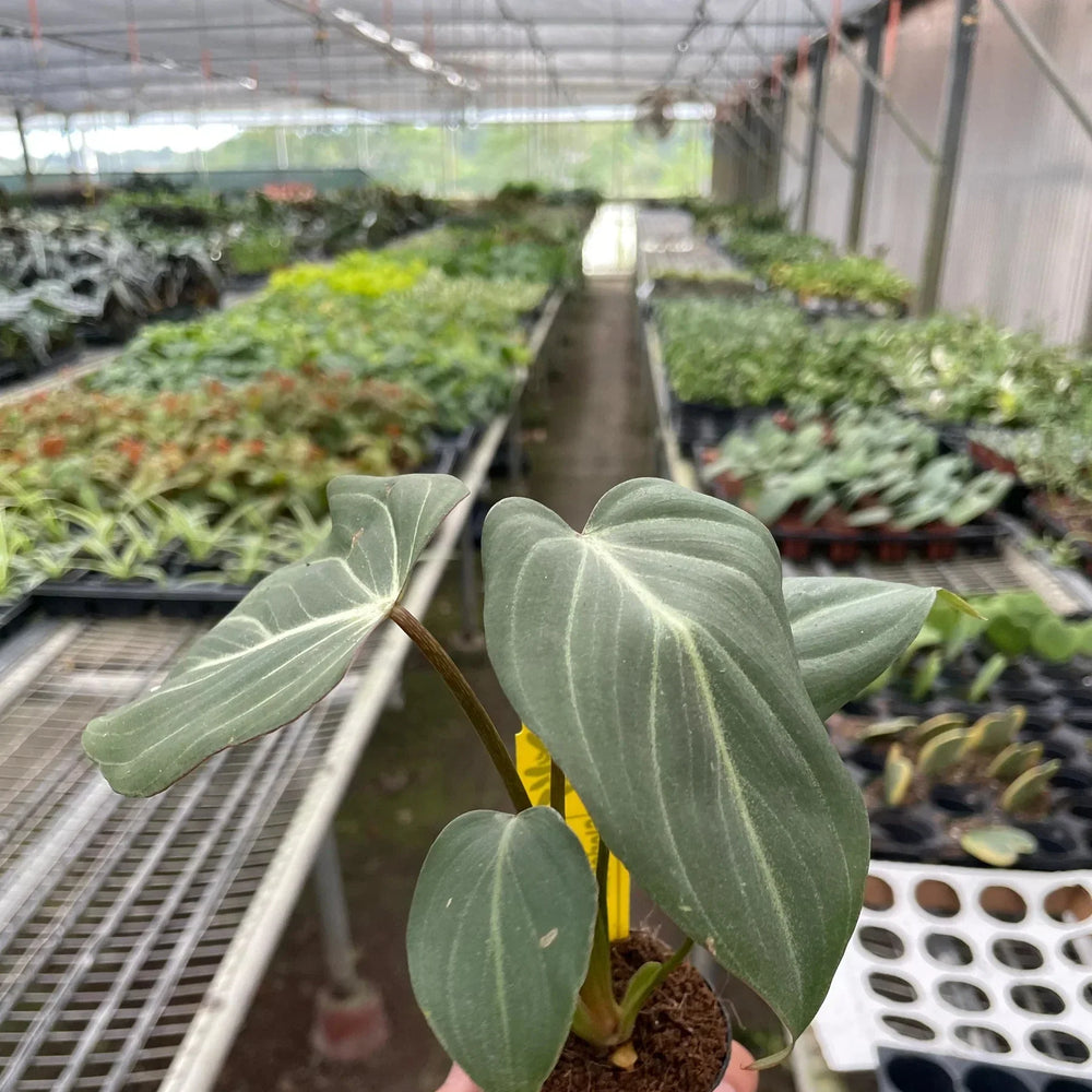 Philodendron Gloriosum