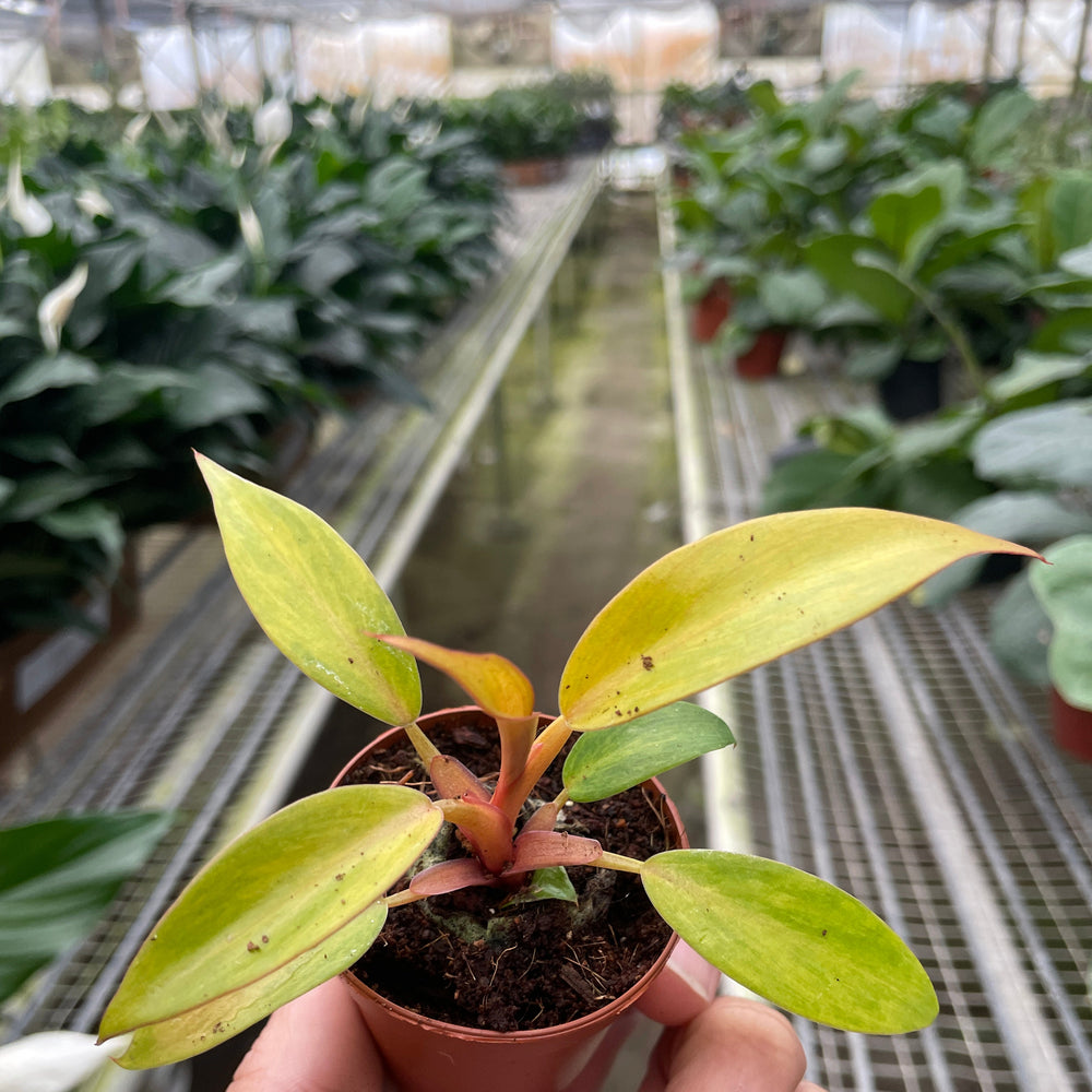 Philodendron 'Orange Marmalade'