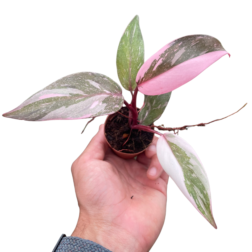 Philodendron 'Marble Pink Princess'