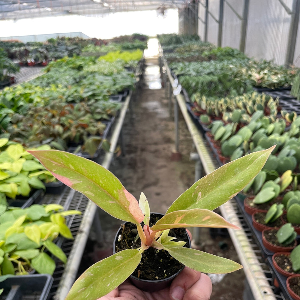 Philodendron Ring of Fire Variegated